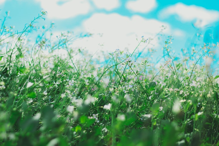Close up of grass and white flowers with a blue sky visible in the background